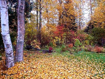 autumn garden Terrace, B.C.