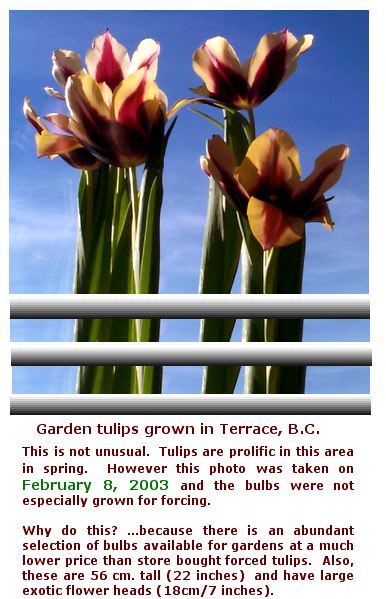 Gavota Tulips, Terrace BC, Feb 8